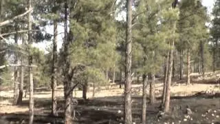 Tips to Prevent Forest Fires and House Fires