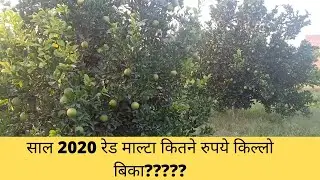 रेड माल्टा की खेती में साल 2020 में कितना मुनाफा हुआ