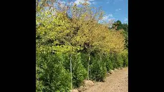 Premature Leaf Drop