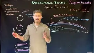 Key Chordate Characteristics