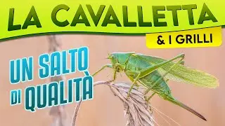 La Cavalletta e i Grilli, un salto di qualit&agrave; ► Puntata 24