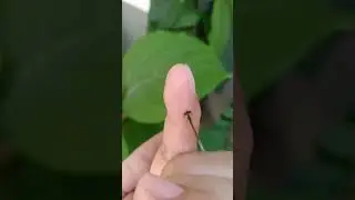 How to catch a dragonfly