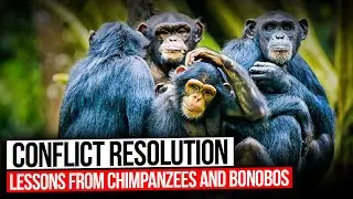 Conflict Resolution: Lessons from Chimpanzees and Bonobos 🐵🐵