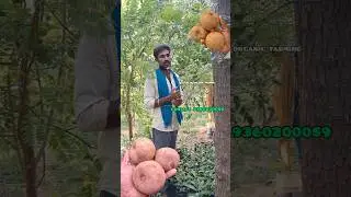 Nattu sapota (chikoo) 50 years old tree #agrifuture #farming #fruit