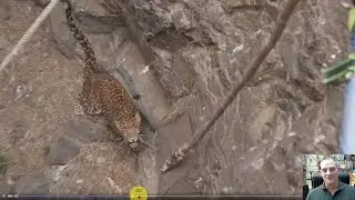 Animal Rescue Postmortem- Leopard trapped in a well