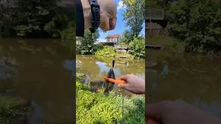 Catching a Green Sunfish with Rebel Pop-R fishing lure #fishing