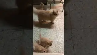 #mypet #cat #catinfluencer #kitten #cutekitty #petbreeder