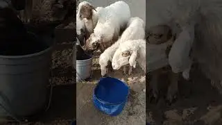 sheep's are drinking a water #desertanimal #animallife #funnyanimal #sheep #sheepfamily #animals