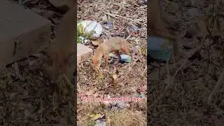 Indian Golden Fox #Fox # Wild Life #Shorts