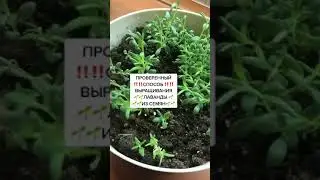 🔥ЛАВАНДА ИЗ СЕМЯН🥰 ЛУЧШИЙ СПОСОБ #shorts #лаванда #дача