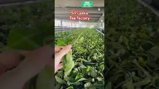 Tea factory in Sri Lanka #travel #srilanka #srilankatravel #teafactory