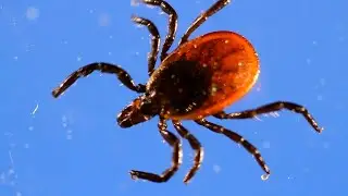 How to avoid ticks and Lyme disease in Michigan