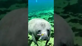 O PEIXE-BOI! #animal #curiosidades