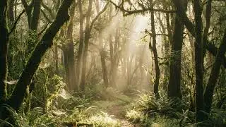 Calm Relaxation Music Lo fi   #music  #calm #peace  #shorts #study #students #studymusic