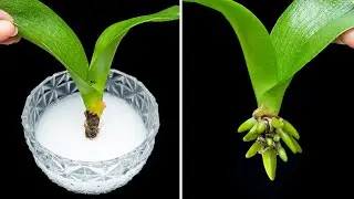 Magical tip to help a one-leaf orchid take root immediately and produce many flowers very quickly