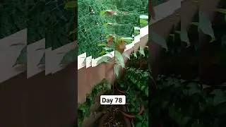 Transformation of Mango plant