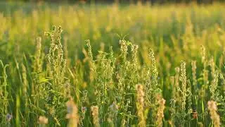 Relaxing Music for Mindful Recovery