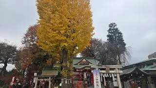 Kawagoe Autumn with 5 shrines&temples