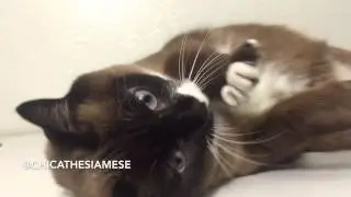 Affectionate Siamese Cat