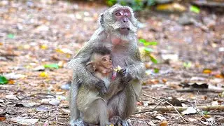 Really poor monkey Vigo, she try grab some food from mom to eat when hungry | WS