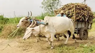 Bullock Cart mud ride in stuck & heavy load | ox | cow videos