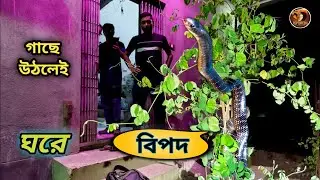 বিশাল সাইজের কালাচ সাপ এই প্রথম দেখল গৃহস্থ্য | Common Krait Snake Rescue | Krait bite | Reptopedia