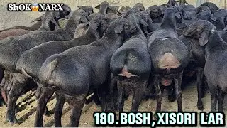 180.BOSH TOJIKISTON PARODA LI QOCHQORLAR KELDI ,SHOK😱🔥NARX.