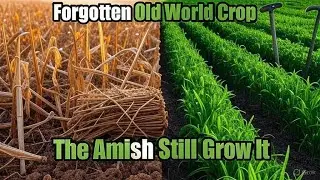 🌱 The Old World Crop That Modern Farmers Abandoned&mdash;But the Amish Kept