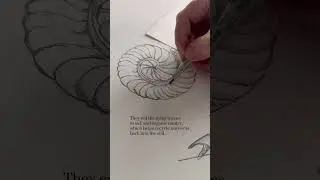 Pencil drawing process: millepede. Part 12 of my fifteen minute forest floor sketch series.
