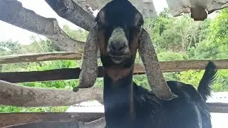Anglo Nubian Doeling & Buckling | Goat Farming
