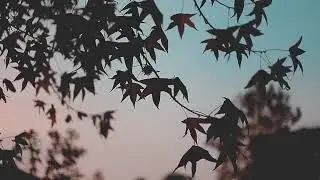 No copyright video | Background video copyright free | free footage studio