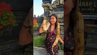 python 🐍 ke sath Majak 😮🥵 #shorts #couplegoals #python #shisha #bali