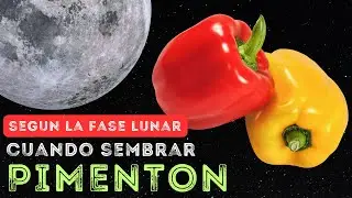 Cuando sembrar PIMENTON seg&uacute;n LA LUNA