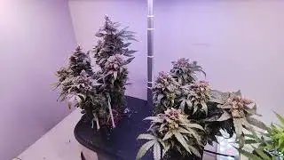 Final update day 84 2 mystery strain lph max micro dwc autoflower grow