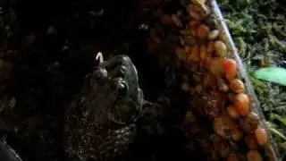 frog eats mouse
