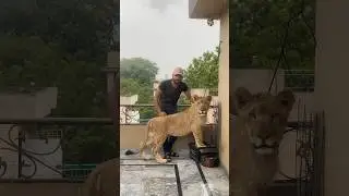 Episode 508: Video shooting with lion king Simba 🥵🦁😱