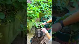 Simple Water Spinach Planting in Recycle Bottles #plants #shorts