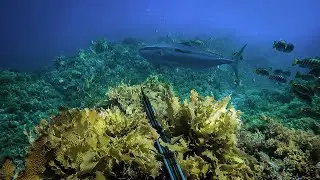 SPEARFISHING BEST MOMENTS SOUTH AUSTRALIA!