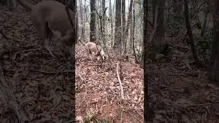 Grandpuppers getting extra wild out in the woods today snooping into everything 4/2/25😬😝🫶🏼❤️🫶🏼