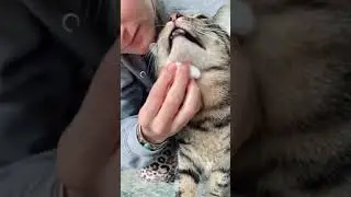 CAT ACNE CARE ROUTINE | Cleaning Cat Acne Asmr #shorts