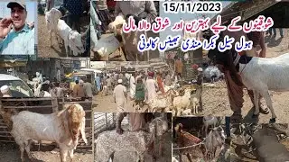 Get The Latest Goat Market Rates Today In Karachi At Bhains Colony!