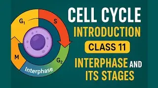 Cell Cycle Class 11 | Interphase Explained &ndash; G1, S, G2 Phases | NCERT Biology Chapter 10