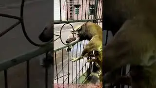 Is Your Iron Gate Safe ! Dog Squeezes Out of Geometric Gap