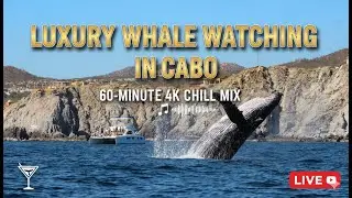 Luxury Whale Watching in Cabo 🐋 | 60-Minute 4K Deep House Chill Mix