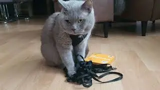 Minischleppleine f&uuml;r Katzen