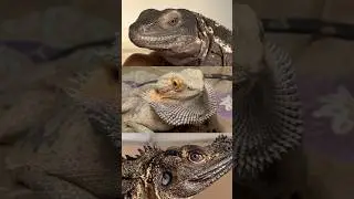 MAJESTIC DRAGONS 🐉✨ #spinytailediguana #beardeddragon #sailfindragon #reptiles #angahnosaurus