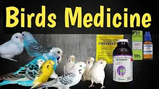 Birds Fever Medicine Rainy Season Barsat ke mosam me birds ki dawai #birds #Medicine #naturelovers