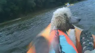 Taking My Dog Kayaking for the First Time!!!