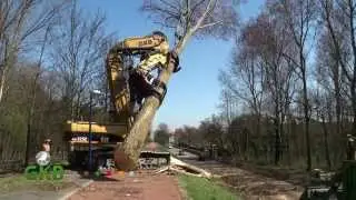 bomen rooien Hoek van Holland