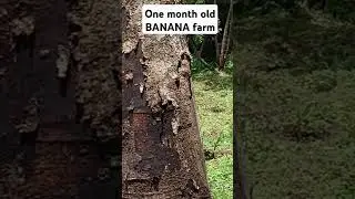 SMALL-SCALE BANANA PLANTATION